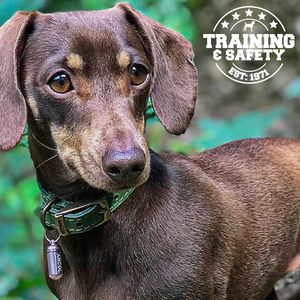 Collar de Cuero Ancol Timberwolf para Perros, Verde, Talla 3 (28-36 cm) - Product Image 6