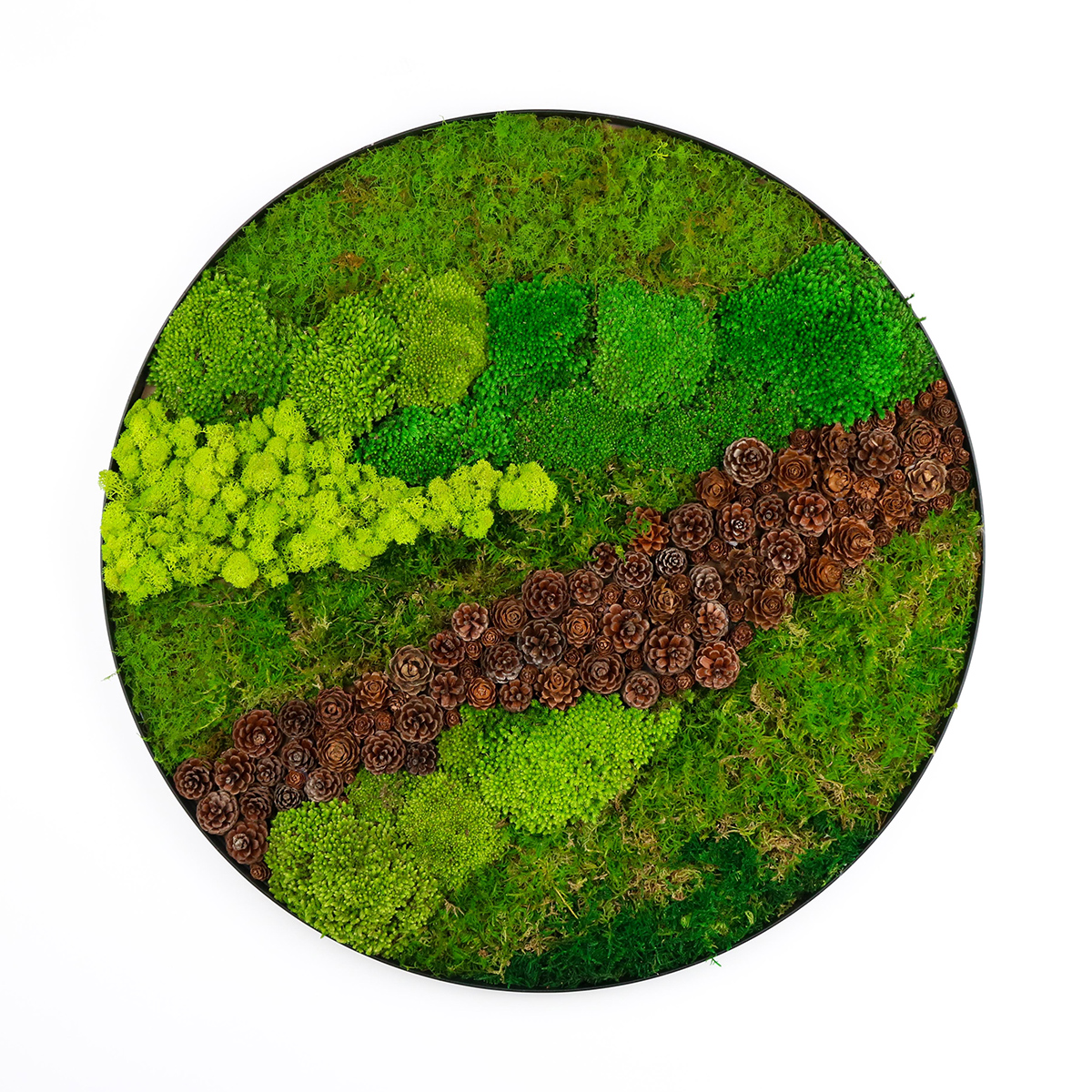 mousse verte de pomme de pin