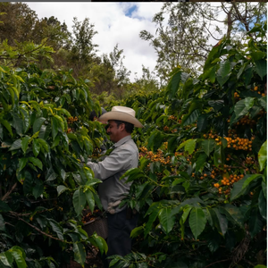 Café en Grano Tostado al Leño Blasini Deciso 100% Arábica con Cafeína, 1000g x 6 Unidades, Sabor Suave, Antica Tostatura Triestina - Product Image 2
