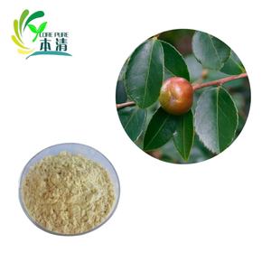 工場直販 植物エキス ツバキ果実エキス粉末 60%-90% ティサポニン 高品質 25kgドラム包装 - Product Image 2