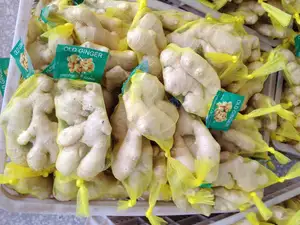 New Arrival Fresh Ginger And Air Dried Ginger From Chinese Wholesale Supplier With Good Ginger Price