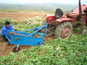 Cosechadora <span class=keywords><strong>de</strong></span> Patatas 4U-1 <span class=keywords><strong>de</strong></span> Alta Eficiencia para Granjas y Huertos con Excavación, Limpieza y Recolección Automática <span class=keywords><strong>de</strong></span> Tubérculos - Product Image 6