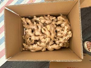 Vente en gros de racine de gingembre frais biologique Gingembre mature de haute qualité fabriqué au Vietnam Fabricant - Product Image 6