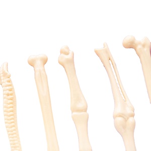 Personalized Bone-Shaped Ballpoint Pen <b>Creative</b> Office Stationery Unique Plastic Pen for Students Promotional <b>Gift</b> - Product Image 2