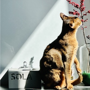High-End Personalized Nama Kustom Ekstra Berat Mangkuk Keramik Ganda Mangkuk Kucing Anjing Beton Padat