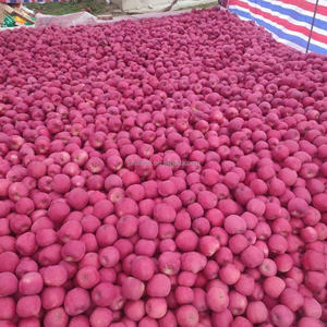 Pommes rouges Fuji fraîches de qualité 1 en provenance du Shandong, Chine, goût sucré, nouvelle saison - Product Image 5