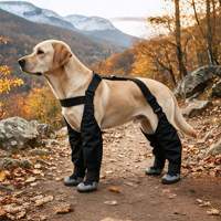 Nouvelles chaussures pour chien, respirantes, en caoutchouc antidérapant, avec sangles élastiques réglables, détails réfléchissants, durables, modernes, pour Halloween et Noël