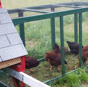 Factory Supply PVC Coated Woven Hexagonal Wire Netting, <b>Plastic</b> Coated Chicken Wire <b>Mesh</b> for Farm & Garden Protection - Product Image 6