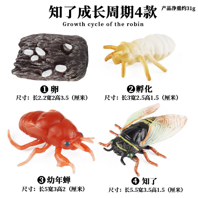 Ciclo de crecimiento de la cigarra ZZ (4 sets)