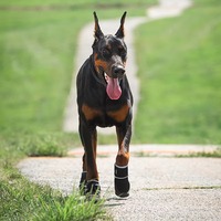 Chaussures d'été de luxe pour chiens en gros – Respirantes, souples (TPE & Polyester), design sportif et tendance, semelle antidérapante, motif uni