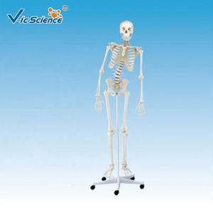 Modelo Anatómico Educativo de Esqueleto Humano Femenino de Tamaño Real con Curvatura Espinal, Ciencia Médica, Vic Science VIC-D001B - Product Image 1