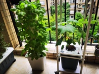 Pot de fleurs hydroponique pour balcon, culture sans terre d'okra, de concombre, de fraises, de fruits et de légumes