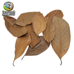 印度尼西亚中爪哇省最好的生物活性干红木、竹子、菠萝蜜、芒果叶，适合在家中的爬行动物笼子或房子 - Product Image 1