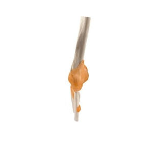 Modèle de squelette de paume grandeur nature de haute qualité en PVC avancé pour l'école et l'hôpital - Product Image 1
