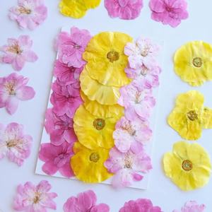 Flor prensada surtida Sakura/Persian Buttercup/Begonia - Product Image 5