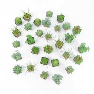 Çin fabrikaları satın mini çevre dostu yapay succulents