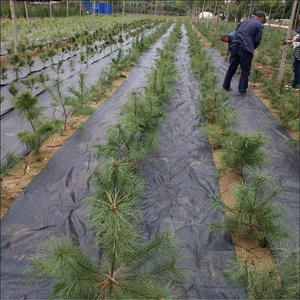 Bâche agricole anti-herbe Tapis <span class=keywords><strong>de</strong></span> protection contre les mauvaises herbes Paysage Tissu Couvre-sol - Product Image 3