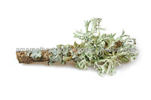 Plus grand fabricant Kanha Nature Oils, vente en gros d'huiles essentielles 100% pures de plantes : mûre, lavande, pamplemousse, bois de santal - Product Image 4