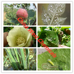 Tiametoxam 35% FS <span class=keywords><strong>Insecticida</strong></span> para el Tratamiento de Semillas contra Pulgones del Arroz, Moscas Blancas, Trips y Saltamontes del Naranjo en Agricultura - Product Image 3