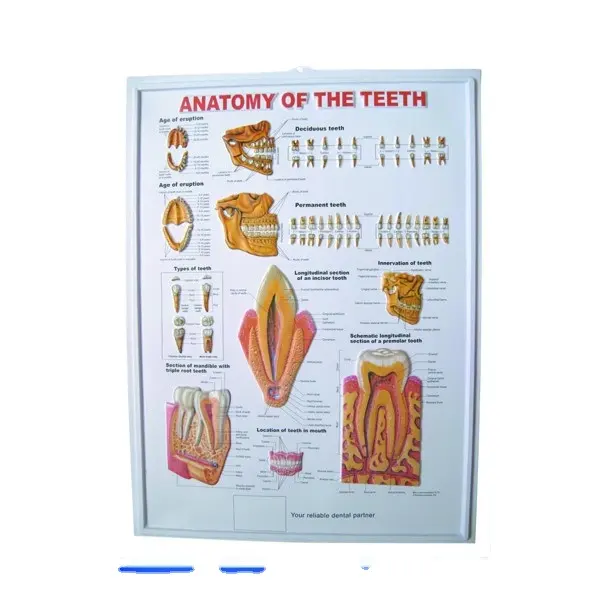 Poster Medis 3d Mainan Gambar 3d Lenticular Perlengkapan Lain Webshop Budaya Istimewa