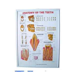 תרבות המפוארת webshop אחרים ציוד עם עדשי 3d תמונה צעצועי 3d רפואי פוסטר