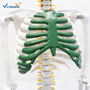 Modelo de Esqueleto <span class=keywords><strong>Humano</strong></span> de 85 cm con Nervios, Esqueleto Anatómico de <span class=keywords><strong>Cuerpo</strong></span> Completo para Enseñanza Médica y Demostración, CE/ISO/ROHS/CNAS - Product Image 3