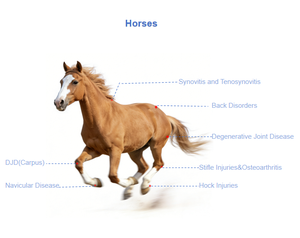 Equipo <span class=keywords><strong>de</strong></span> Terapia Láser <span class=keywords><strong>de</strong></span> Alta Potencia Curelas Horse Dog <span class=keywords><strong>de</strong></span> 30W 60W Clase 4 para la Recuperación <span class=keywords><strong>de</strong></span> Mascotas - Product Image 4