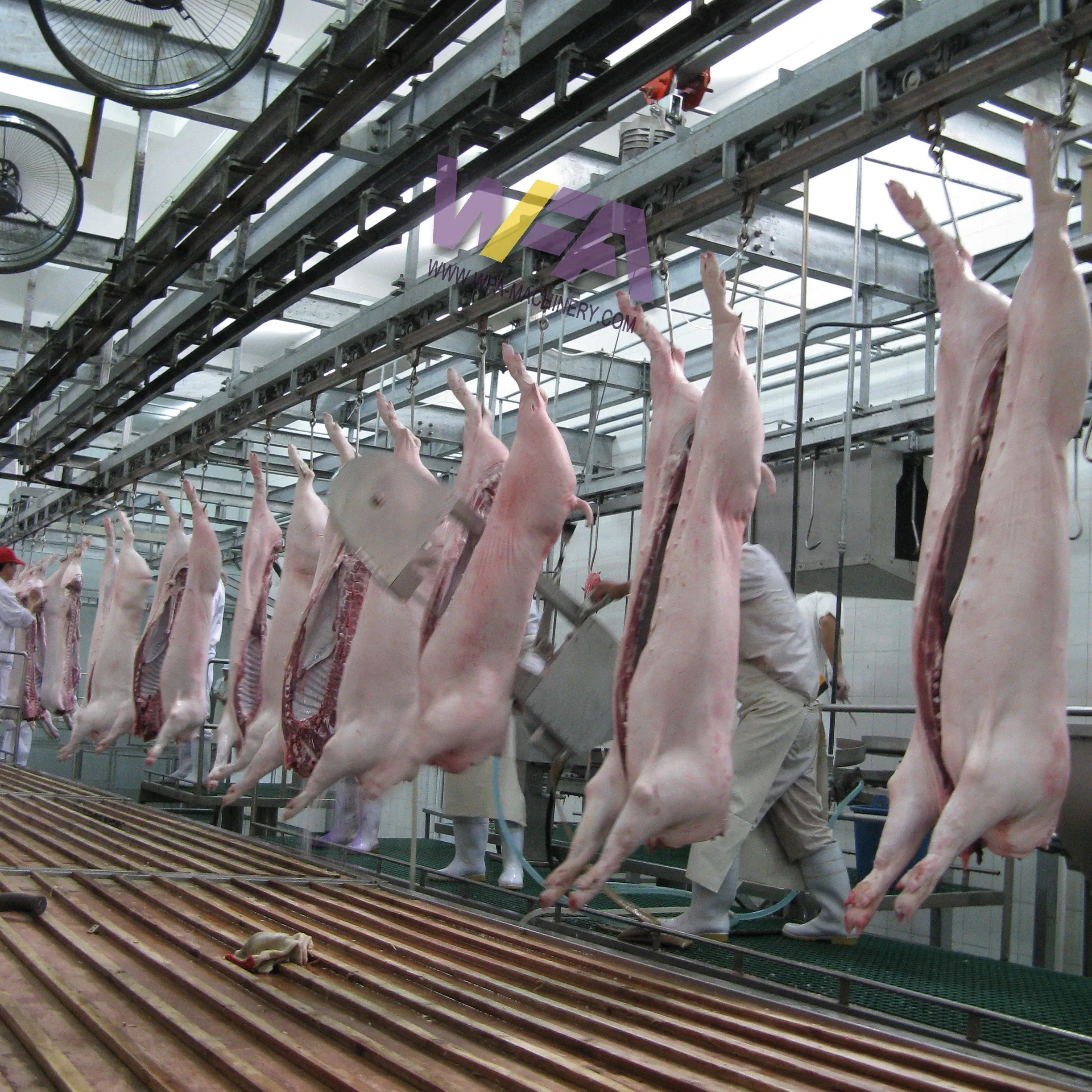 Kesim ekipmanları Sow mezbaha ile komple 50-100 domuz Abattoir hattı domuz işleme tesisi
