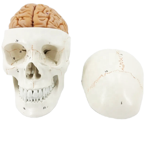 Modelo Anatómico de Cabeza Humana 3D en PVC Ecológico, Diseño Profesional para Escuelas de Medicina - Product Image 4