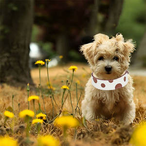 JANYO di lusso regolabile in vera pelle collari per cani e gatti di alta qualità - Product Image 6