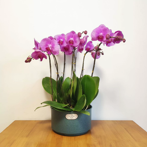 Nouveau style <span class=keywords><strong>pot</strong></span> de fleurs <span class=keywords><strong>en</strong></span> résine haut de gamme, finition grainée brillante, pour <span class=keywords><strong>jasmin</strong></span> chinois, narcisse rond, orchidée et orchidée papillon - Product Image 1