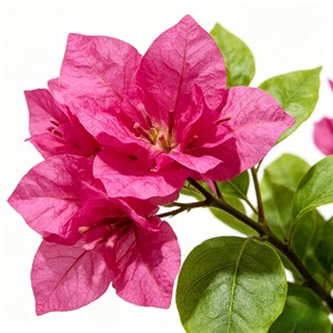High Quality Real Touch <b>Artificial</b> Silk Bougainvillea <b>Trees</b> Durable Indoor Desktop Plants - Product Image 6