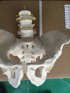 A1039 Model panggul ukuran hidup dengan 2 Model Vertebra Lumbar (PVC) untuk sains medis - Product Image 3