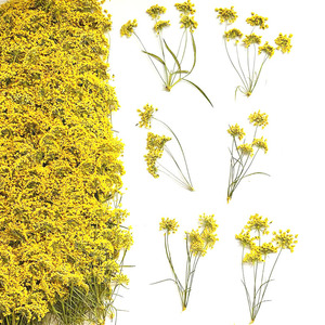 Fleurs de dentelle naturelles séchées pressées en gros, multi-têtes, type Queen Anne's Lace, pour la résine, le nail art, la décoration faciale et les loisirs créatifs - Product Image 4