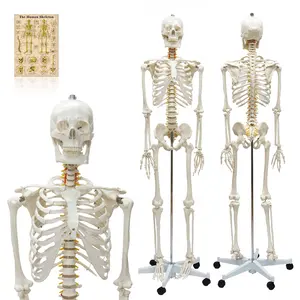 Menselijk Skeletmodel Frt001 Anatomie Klinische Medische 180Cm Esqueleto Echte Bottextuur Omvat Zenuwwortel Medische Wetenschap