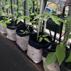 Manufacturer Direct Wholesale <b>Plastic</b> Growing Bags for Garden <b>Tree</b> Planting & Sapling Nursery - Product Image 3