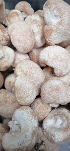 Fourniture en vrac, champignons de santé séchés naturels entiers, champignons à crinière de lions à vendre - Product Image 6