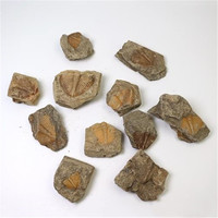 Spécimens fossiles de queue de trilobite naturelle Collection d'art en pierre d'enseignement scientifique pour objets décoratifs et décoration de cadeaux