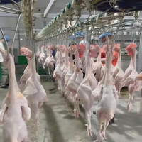 Ligne de production d'abattage de poulets, équipement automatique d'échaudage, d'épluchage et d'éviscération de volailles pour abattoir de poulets