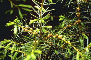 ผงทดสอบสารสกัดจาก Boswellia 65% กรด boswellic - Product Image 3