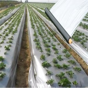 Film agricole de plantation PE 5 trous Film de paillis noir argenté perforé <span class=keywords><strong>pour</strong></span> myrtille fraise tomate - Product Image 2