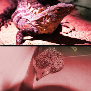 Lampe de poche à faisceau Long 2KM, batterie Rechargeable, éclairage rouge et vert, tactique, idéale pour le chasse, <span class=keywords><strong>Vision</strong></span> nocturne, lumens - Product Image 6