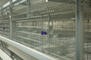 Nouvelles cages à batterie automatiques à 4 niveaux de type H réglables en fil d'acier à faible teneur en carbone pour 20 000 poules pondeuses, durée de vie 15-20 ans - Product Image 5