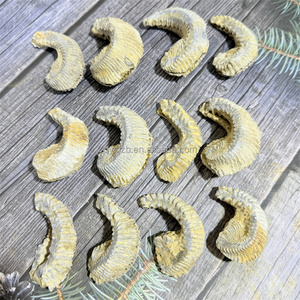 Fósil de Ostra Rastellum con Nervaduras Distintivas, Espécimen Bivalve del Cretácico Tardío para Investigación Geológica y Exhibición Paleontológica de Escritorio - Product Image 5