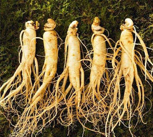 Корневой порошок женьшеня, экстракт женьшеня 5%-80%, органический экстракт женьшеня, порошок - Product Image 2