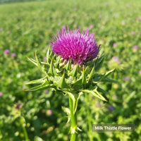 Extrait de graines de chardon-marie pur de haute qualité, sans pollution, en poudre de fleurs végétales cultivées artisanalement, pour la protection hépatique