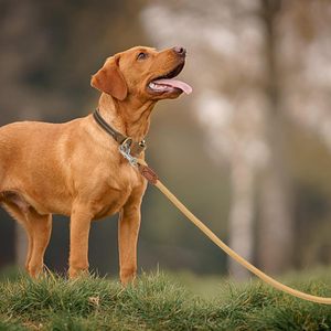 Laisse pour chien personnalisée en corde, laisse de traction pour animaux de compagnie, laisse d'entraînement pour la promenade des chiens de taille moyenne à grande - Product Image 5
