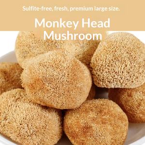 Fungo Criniera di Leone Essiccato Intero All'Ingrosso Hericium Erinaceus 500g Dalla Montagna Changbai Grado Alimentare per Zuppe <span class=keywords><strong>e</strong></span> Bevande OEM - Product Image 2