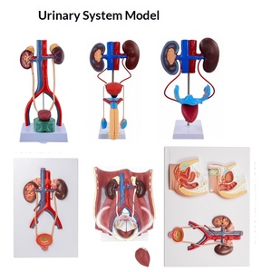Modelo de anatomía renal ampliado, glándulas suprarrenales, riñón enfermo, modelo anatómico de órgano interno humano para escuelas de ciencias médicas - Product Image 2