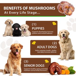 Complément nutritionnel biologique pour animaux de compagnie Oimmal, extrait liquide de champignon Turkey Tail pour chien avec probiotiques, immunité, digestion - Product Image 3